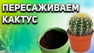 How to repot a cactus. Repotting an Echinocactus Grusonii cactus.