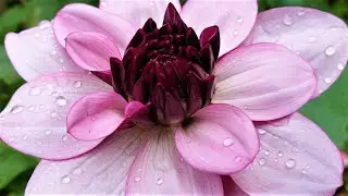 Dahlia - Interesting three varieties collection