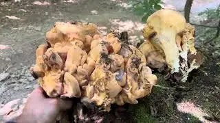 Funghi Laetiporus sulphureus
