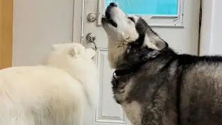 Husky Takes Charge And Lets The Dogs Out , Then Shuts The Door Without Being Asked #husky #dogs