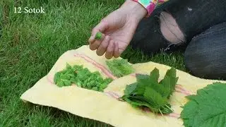 Чай из листьев