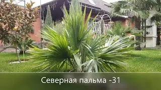 SABAL MINOR - САБАЛЬ МАЛЫЙ обзор