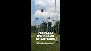 L'élevage d'oiseaux chanteurs - Reportage