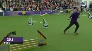John Nys and Boss at the Masters Agility Course at Westminster 2019