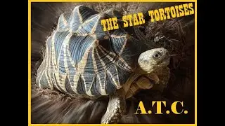 Star Tortoises of A.T.C. !!!