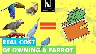 ACTUAL COST OF A PARROT | Setup + Maintenance | 