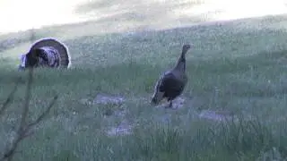 Best Wild Turkey Hen Calling and Yelping 2