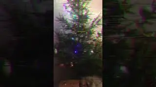 Я спалил своего кота