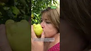 Are the quinces ripe yet? 
