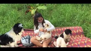 Wow funny girl playing with smart dogs - funny girl give food to dogs 🐶 🐶