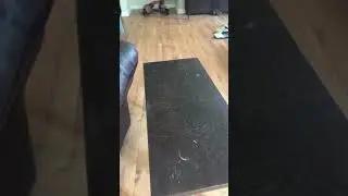 Seeing if I am as small as my dog