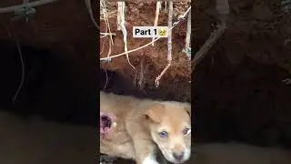 Unbelievable story of small puppy in cave 