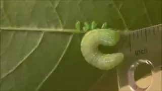 Parasitized caterpillar (