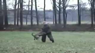 Danko Jochems - KNPV Dutch Shepherd