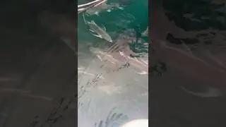 Huge Goliath Grouper making its appearance
