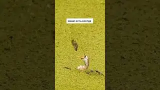 Шанс есть всегда #shorts