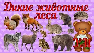 Учим диких животных/ Звуки диких животных/ Развивающее видео для малышей.