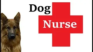 Dog nurse Bring the medicine bag and water Kind dog Dog nurse Enfermeira de cachorro enfermera perro