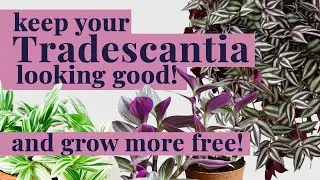 Tradescantia CARE, grow new FREE plants!