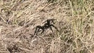 Tarantula Time