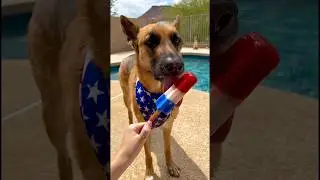 Red, white & blue PUPsicles! 🐶❤️🤍💙 