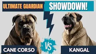 Cane Corso vs  Kangal – The Ultimate Guardian Dog Battle! 🐕💪 Who’s Stronger