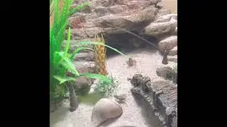 My pet lizard