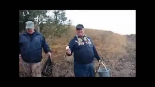 шампиньон