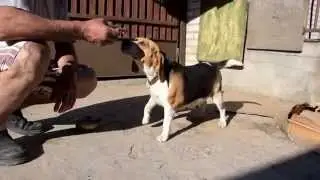 Моя собака Бигль