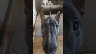 Петя бультерьер 😎 