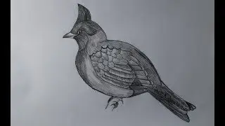 How To Draw a bird  Step By Step very  Easy