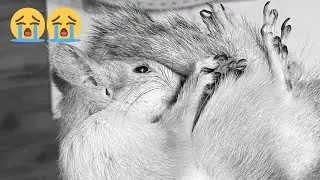 This is Heart Breaking - 🐿️🙏🏻🐿️