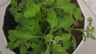 #мультифлора
