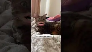 Кот говорящий рот. Когда опоздала на работу.