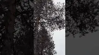 Попробуй разгляди глухаря на дереве