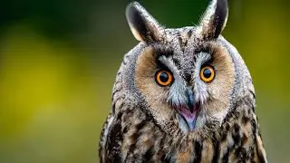 Are Owls Actually All That Wise?