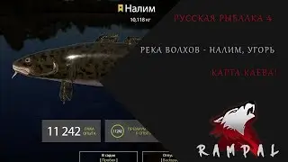 Русская Рыбалка 4! Река Волхов - Налим, Угорь!