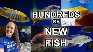 Hundreds of new African Cichlids at my Local Fish Store!