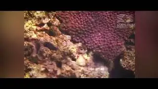 Щелочная вода + Молекулярный водород