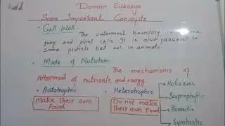 Domain Eukarya