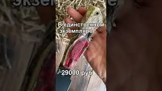 Нож ручной работы из булатной стали 29000 руб 