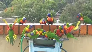 Loud and Obnoxious Parrots - Rainbow Lorikeets