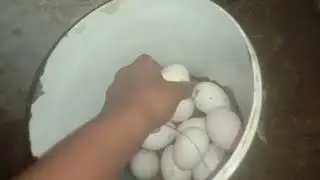 Village Creatures duck egg for taking🦆🥚🦆🥚