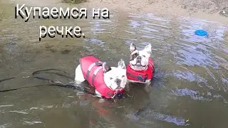 На речке с собачками.