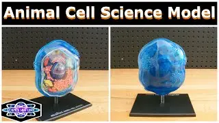 Learning About Plant Cells! | STEAM Product Review | 4D Vision Animal Cell Science Model