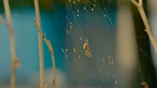 IVAnidi -  Позднее лето