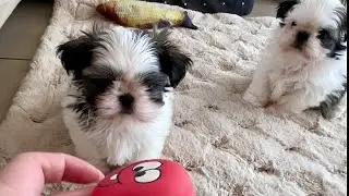 Beautiful Shih Tzu Puppies