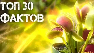 Малоизвестные факты о Мухоловке!