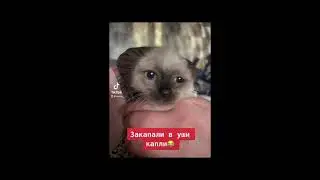 Смешные видео с котёнком Невская маскарадная порода 2 месяца#невскаямаскарадная #тикток #tiktok