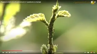 Бороться с муравьями -  не к чести человеку, царю природы